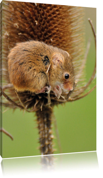 Pixxprint getrocknete Distel, Leinwandbild