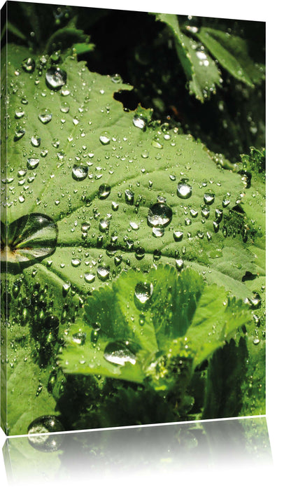 Pixxprint Wassertropfen auf Blatt, Leinwandbild