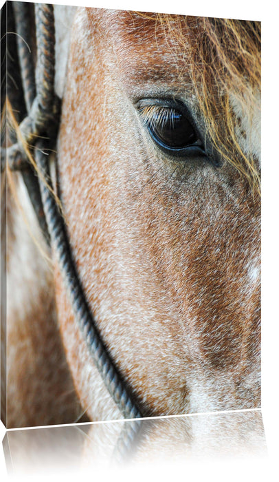 Pixxprint prachtvolles Pferd, Leinwandbild