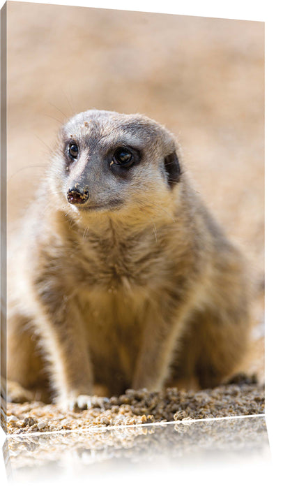 Pixxprint schüchternes Erdmännchen, Leinwandbild