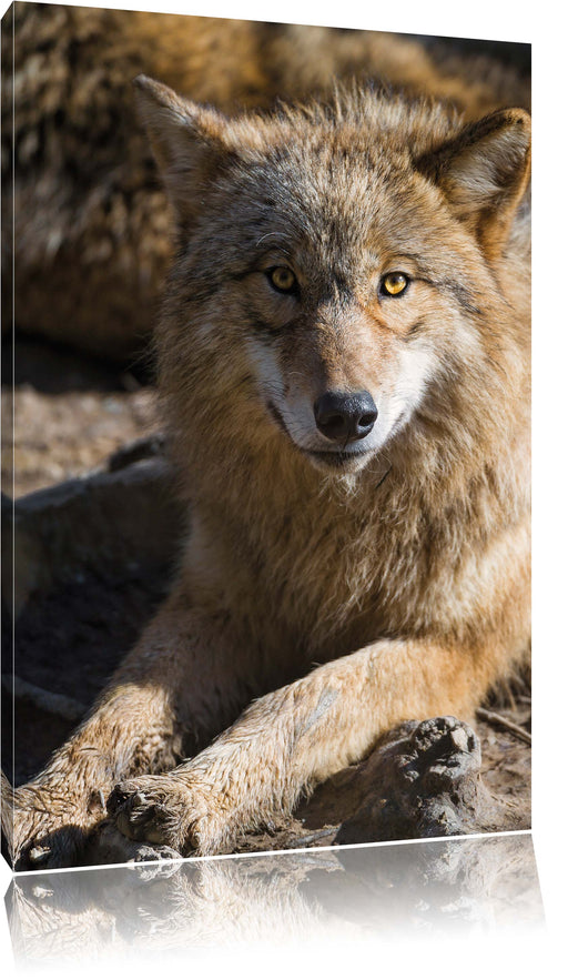 aufschauender Wolf Leinwandbild