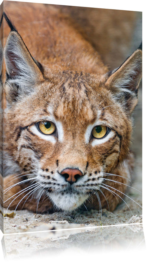 wachsamer Luchs Leinwandbild