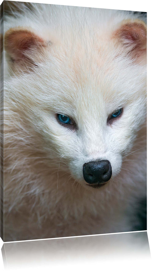 kleiner Polarfuchs Leinwandbild