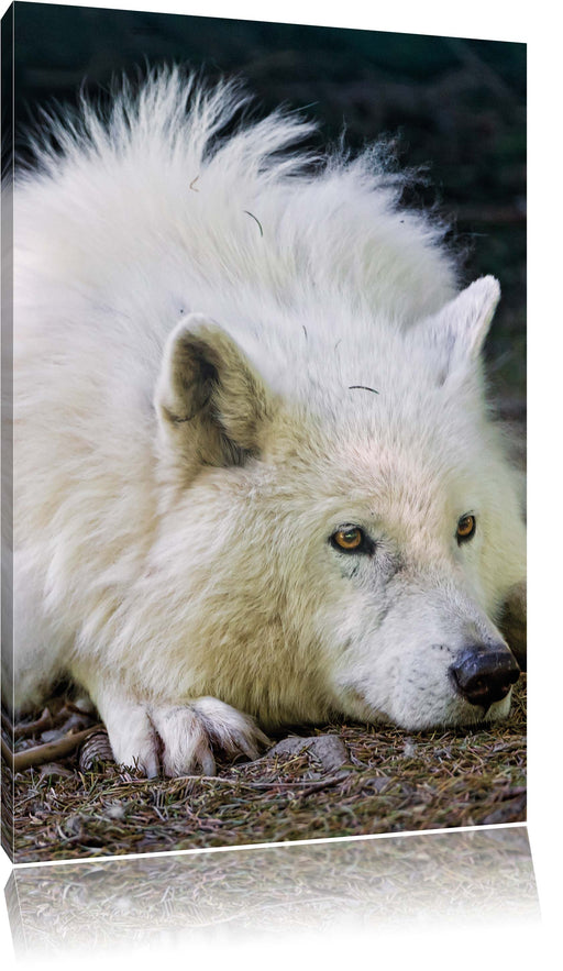 ruhender Polarwolf Leinwandbild