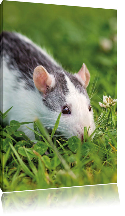 Pixxprint Maus auf Wiese, Leinwandbild