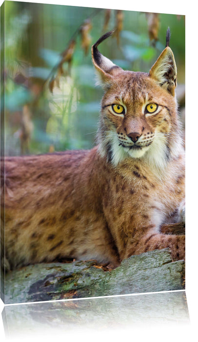 Pixxprint aufmerksamer Luchs, Leinwandbild