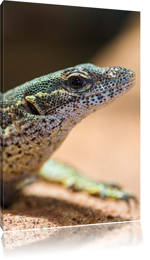 kleiner Leguan Leinwandbild