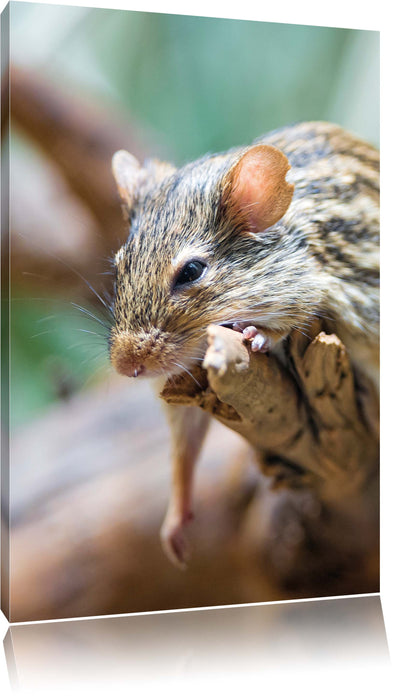 Pixxprint ruhende Feldmaus, Leinwandbild