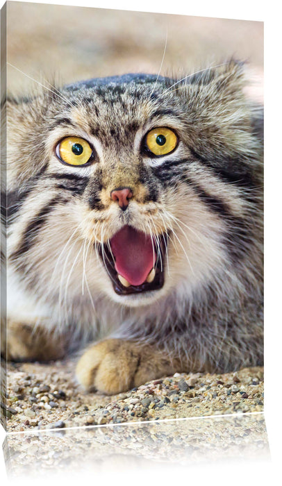 Pixxprint scheue Manul, Leinwandbild