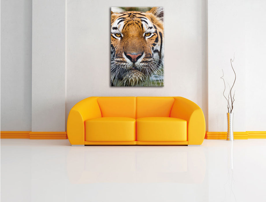 Tiger im Wasser Leinwandbild über Sofa