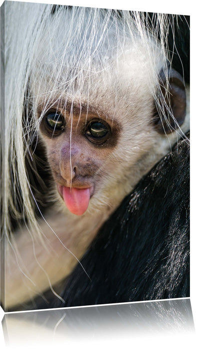 Pixxprint kleines Colobus-Äffchen, Leinwandbild