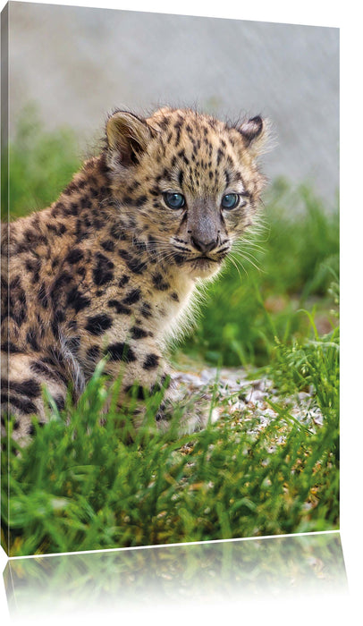 Pixxprint junger Leopard im Gras, Leinwandbild