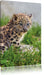 junger Leopard im Gras Leinwandbild