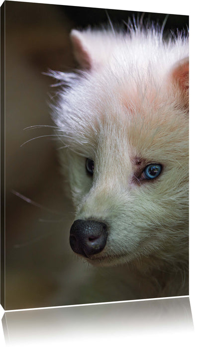 Pixxprint Polarfuchs in Höhle, Leinwandbild