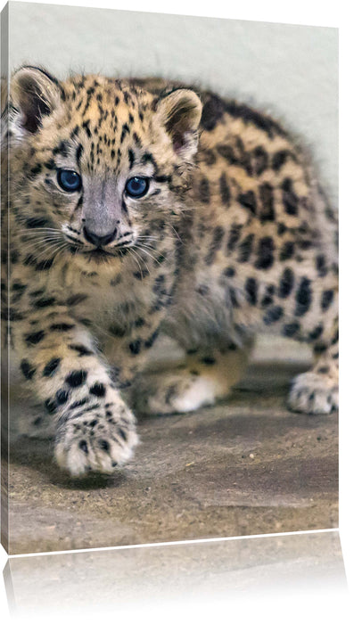 Pixxprint stolzierendes Leopardenjunges, Leinwandbild