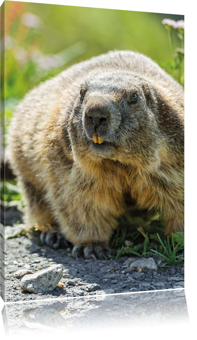 Pixxprint Biber im Gras, Leinwandbild