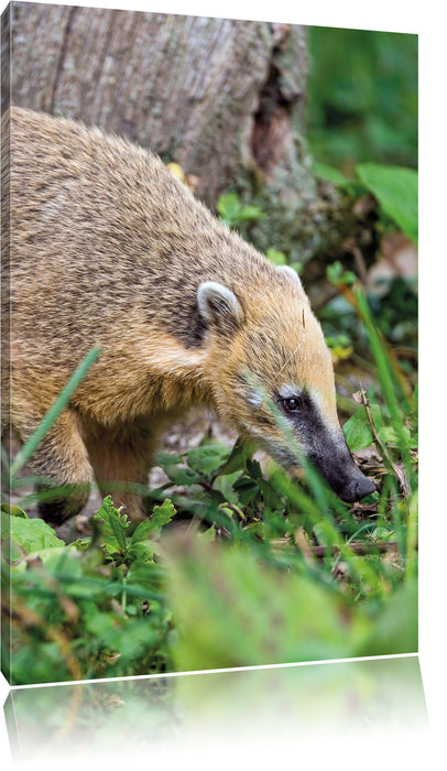 Pixxprint Nasenbär auf Nahrungssuche, Leinwandbild