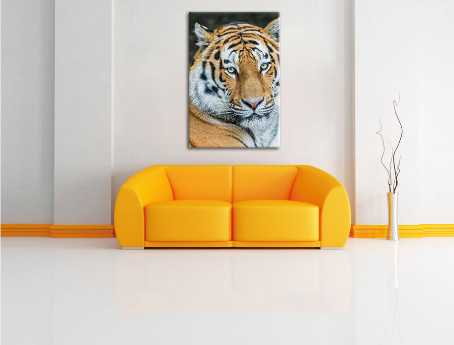 prächtiger Tiger Leinwandbild über Sofa