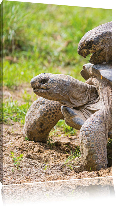 Pixxprint liebevolles Schildkrötenpaar, Leinwandbild