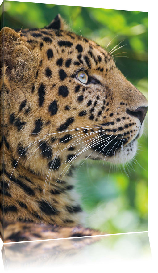 prächtiger Leopard im Schatten Leinwandbild