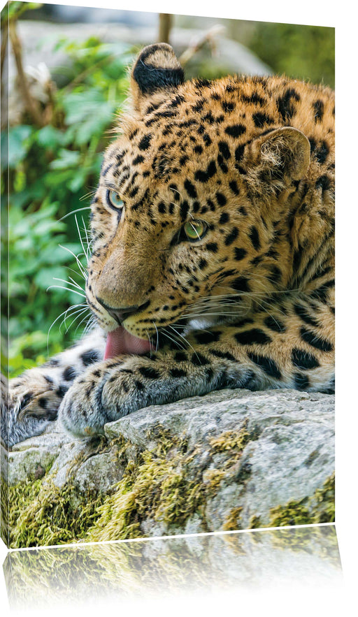 Leopard beim Putzen Leinwandbild