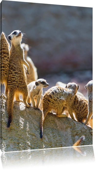 Pixxprint große Erdmännchen Familie, Leinwandbild