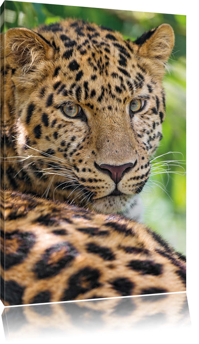 Pixxprint aufmerksamer Leopard im Schatten, Leinwandbild