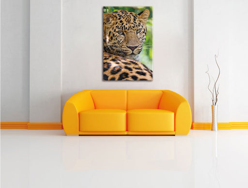 aufmerksamer Leopard im Schatten Leinwandbild über Sofa