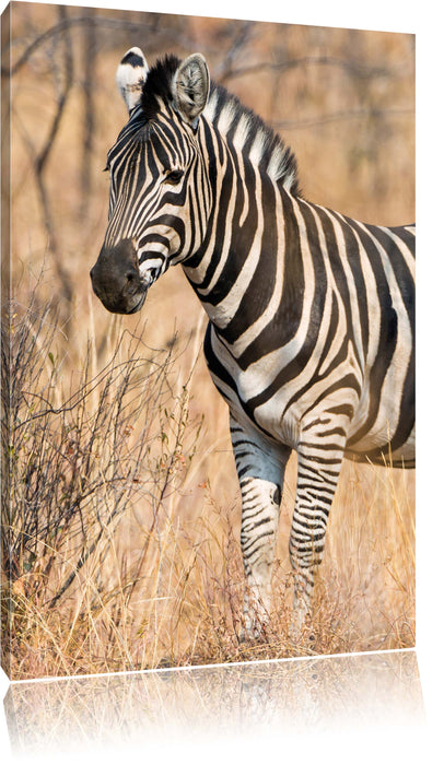 Pixxprint einsames Zebra, Leinwandbild