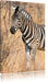 einsames Zebra Leinwandbild