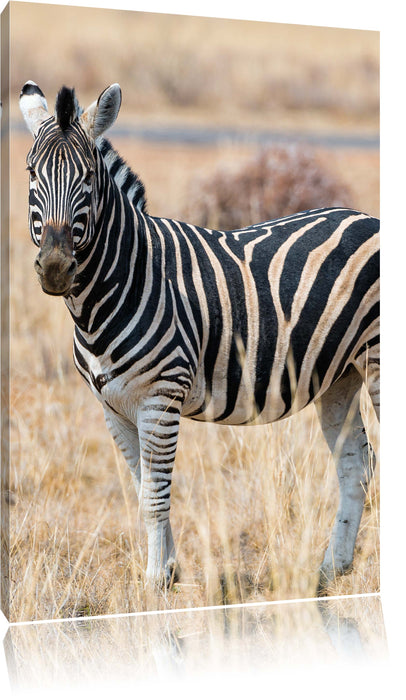 Pixxprint Zebra im Wildgras, Leinwandbild