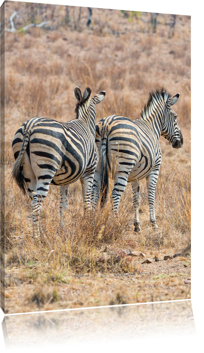 Pixxprint Zebraherde in Savanne, Leinwandbild