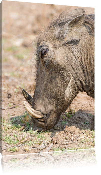 Pixxprint Warzenschwein durchwühlt Boden, Leinwandbild