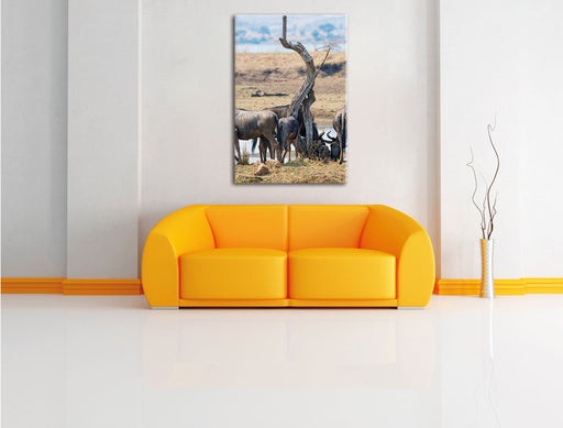 Kaffernbüffel Herde in Savanne Leinwandbild über Sofa