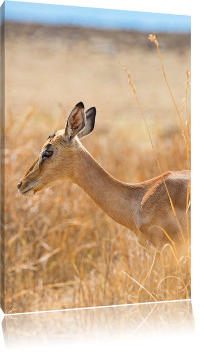 Pixxprint Gazelle im hohen Gras, Leinwandbild