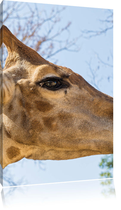 Pixxprint anmutige Giraffe isst, Leinwandbild