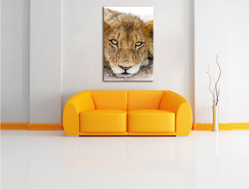 wachsame Löwin Leinwandbild über Sofa