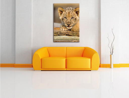 Löwenjunges auf Holzbrettern Leinwandbild über Sofa