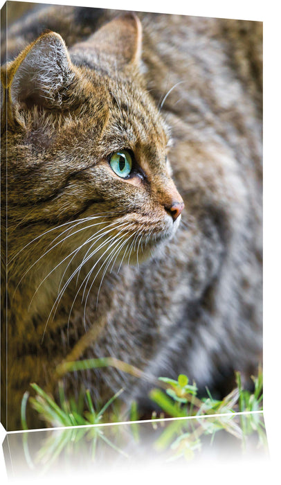 Pixxprint kleine Manul im Gras, Leinwandbild