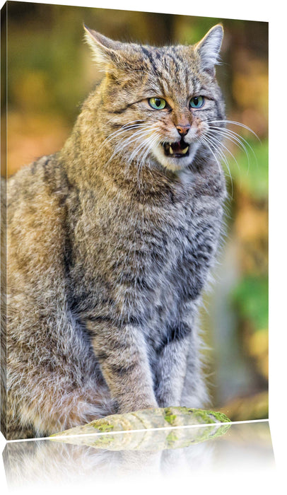 Pixxprint Manul auf Baumstamm, Leinwandbild