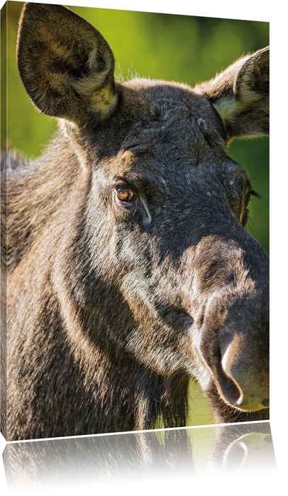 Pixxprint schöne Elchkuh auf Wiese, Leinwandbild