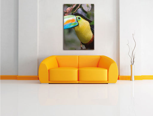 farbenfroher Fischertukan Leinwandbild über Sofa