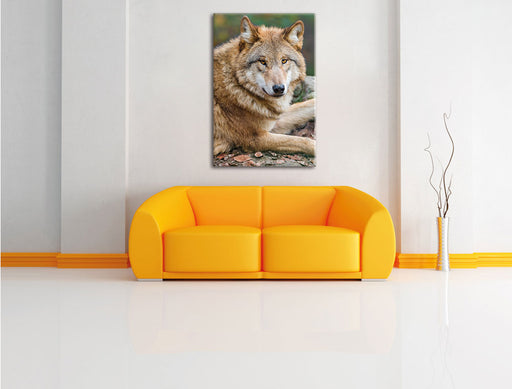 stolzer Wolf auf Stein Leinwandbild über Sofa