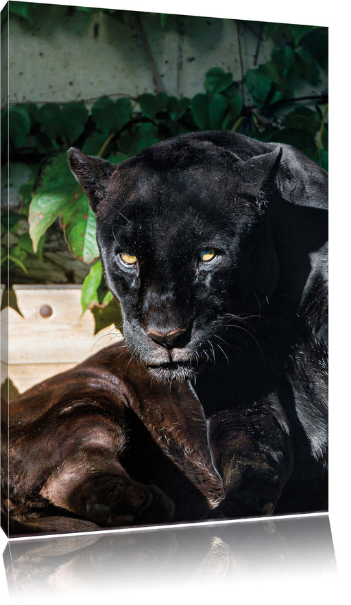 schwarzer Panther Leinwandbild