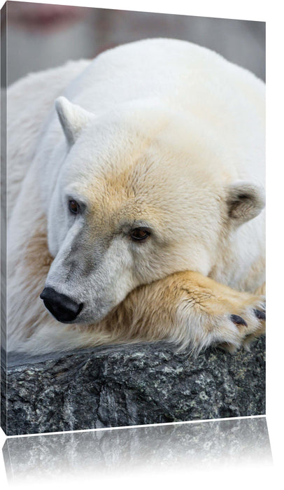 Pixxprint schlafender Eisbär, Leinwandbild