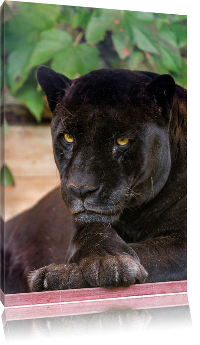 Pixxprint schöner schwarzer Panther, Leinwandbild