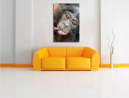 kleines Affenbaby Leinwandbild über Sofa