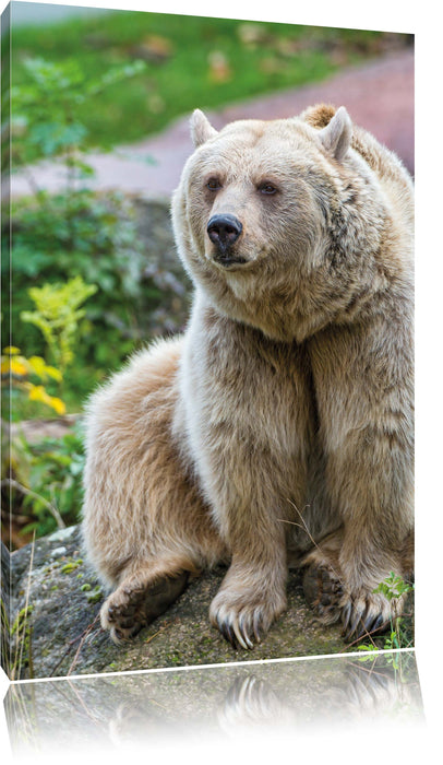 Pixxprint niedlicher Grizzlybär auf Stein, Leinwandbild