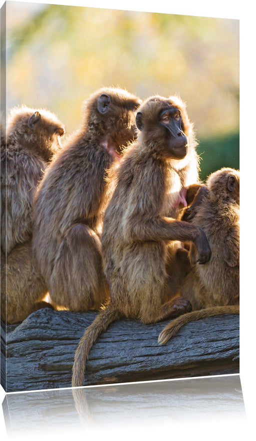 liebevolle Affenfamilie Leinwandbild