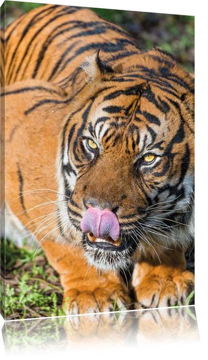 Pixxprint großer Tiger, Leinwandbild